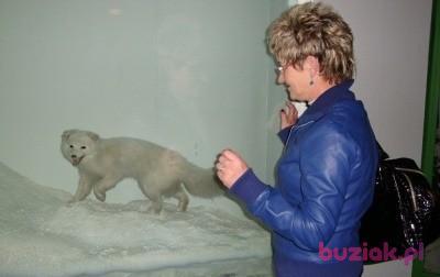 lilka5, Kobieta, 63, Jasło, Polska, Zdjęcie: 2
