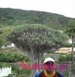 TOMASZ , Male, 57, Szczecin, Polska, Photo: 5