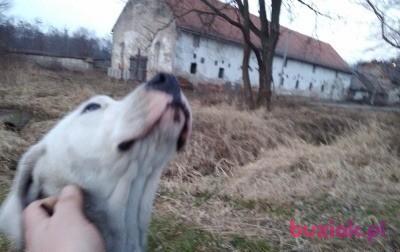 Łukasz, Mężczyzna, 42, Holandia, Zdjęcie: 2