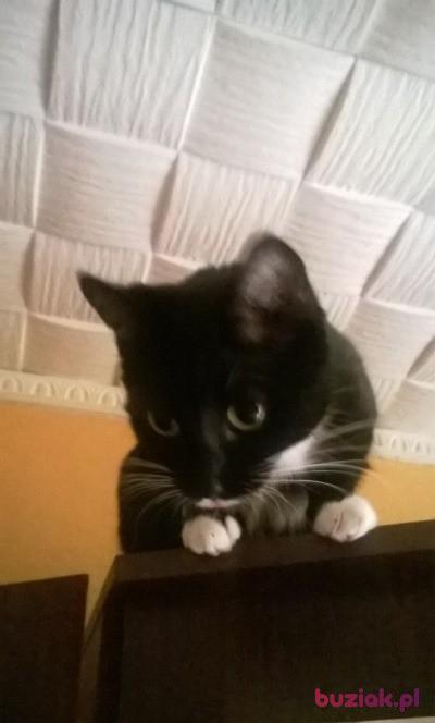 adrian, Male, 39, Janikowo, Polska, Photo: 3