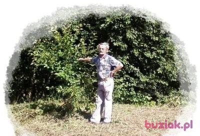 jerzy, Male, 79, Gliwice, Polska, Photo: 2