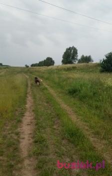 lelesio, Mężczyzna, 56, Gorzów Wielkopolski, Polska, Zdjęcie: 2