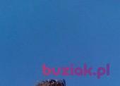 Karol, Male, 33, Polkowice, Polska, Photo: 2