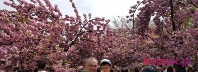 andrzej krepa, Mężczyzna, 65, Tarnobrzeg, Polska, Zdjęcie: 4