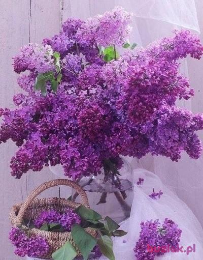 Roman, Mężczyzna, 59, Poznań, Polska, Zdjęcie: 5