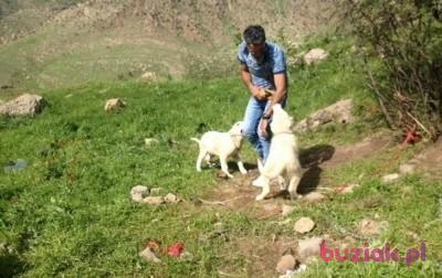 Jamal, Mężczyzna, 42, Eastbourne, Wielka Brytania, Zdjęcie: 2