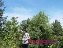 ania, Kobieta, 35, Legnica, Polska, Zdjęcie: 2