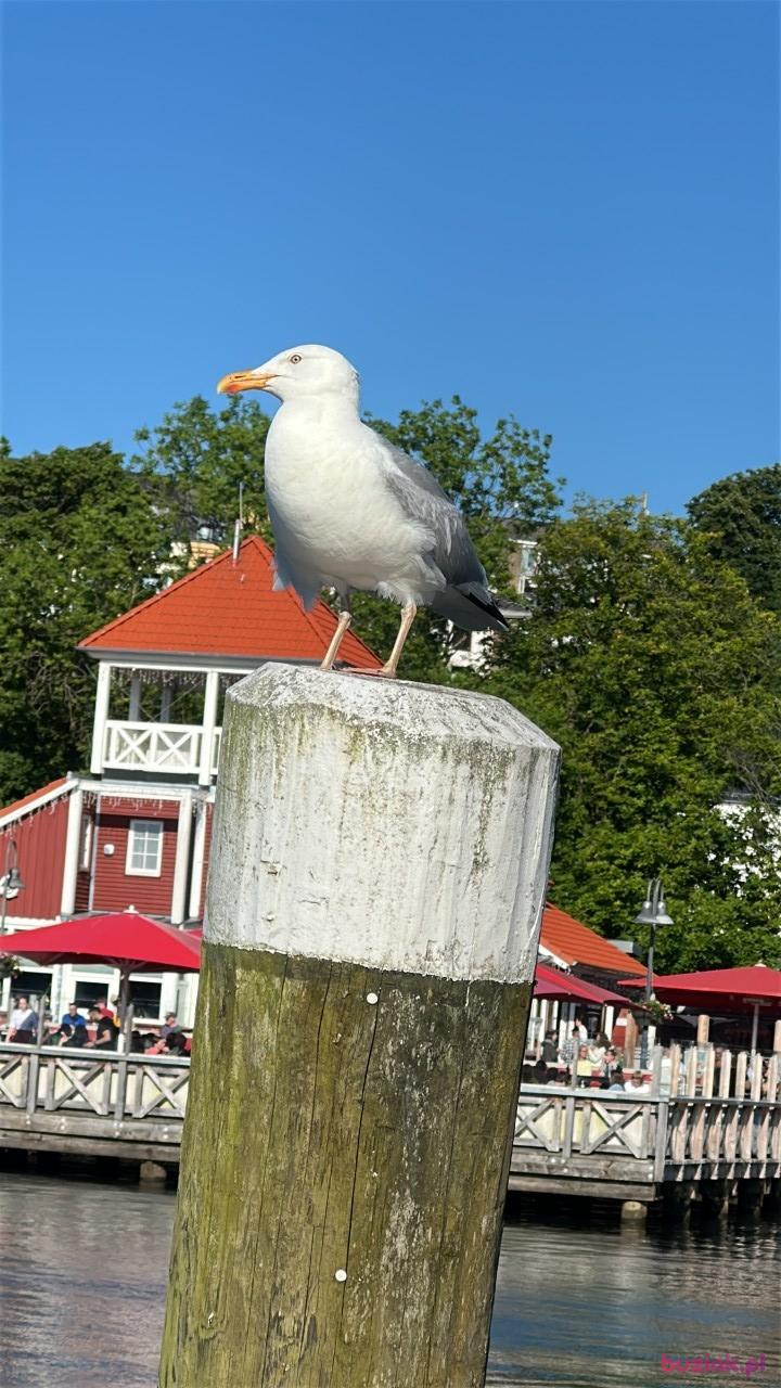 Damian, Male, 53, Zabrze, Polska, Photo: 7