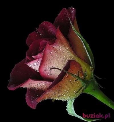 wojos, Male, 56, Olsztyn, Polska, Photo: 3