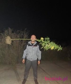 Marcin, Male, 34, Sulechów, Polska, Photo: 3