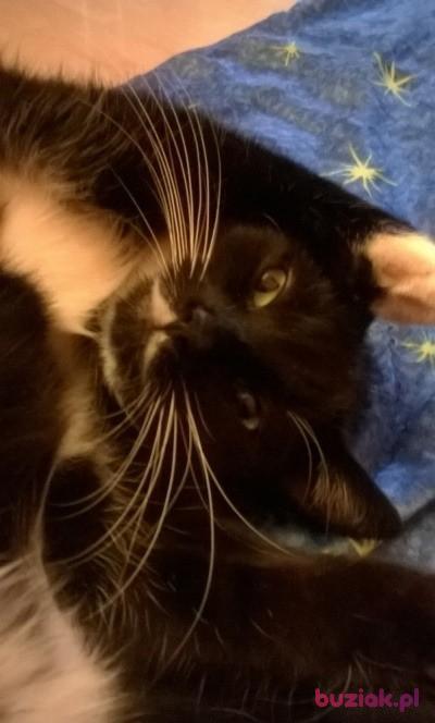 adrian, Male, 39, Janikowo, Polska, Photo: 4
