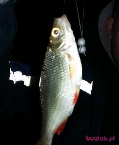 Brusnikin, Male, 34, Łapy, Polska, Photo: 6