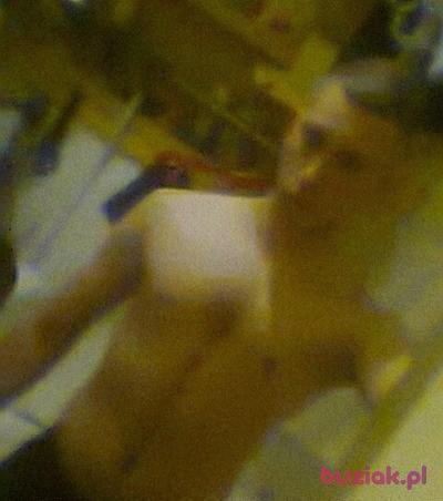 michał, Mężczyzna, 29, Brwinów, Polska, Zdjęcie: 2