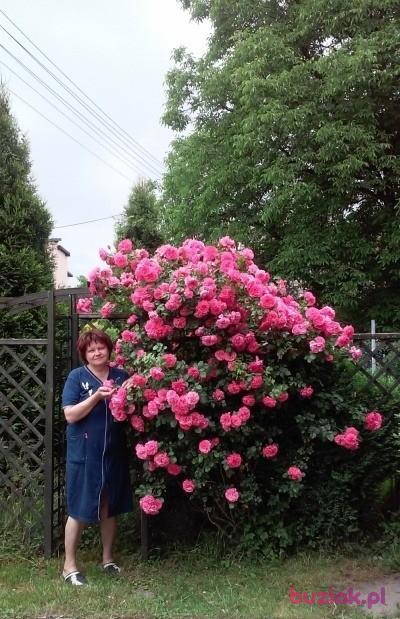 Gienia, Female, 65, Tychy, Polska, Photo: 4