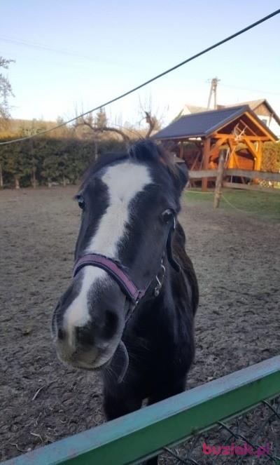 slawek, Male, 50, Amsterdam, Holandia, Photo: 8