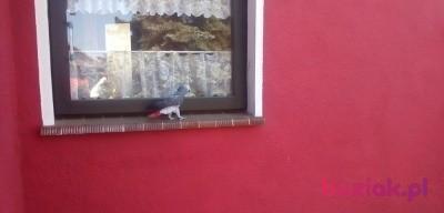 Marian, Mężczyzna, 66, Krapkowice, Polska, Zdjęcie: 3