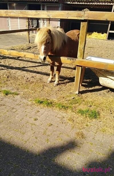 Marek, Mężczyzna, 45, Holandia, Zdjęcie: 3