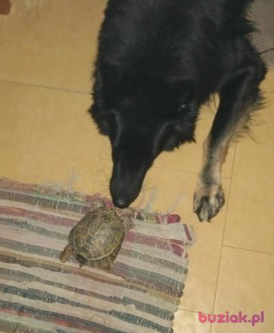 krzys, Male, 71, Łódź, Polska, Photo: 2