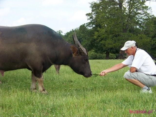 Tadeusz, Mężczyzna, 72, Opole, Polska, Zdjęcie: 8