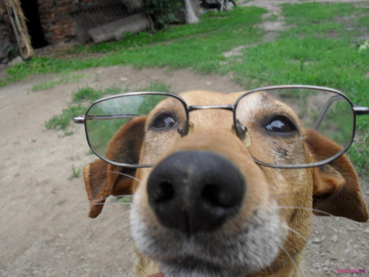 bog, Male, 70, Mogilno, Polska, Photo: 2