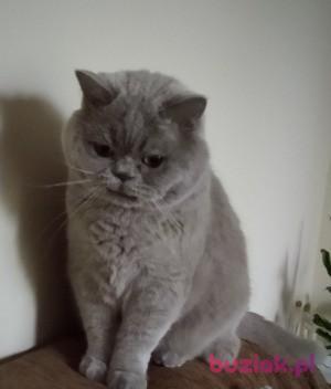 Lila, Kobieta, 75, Gdańsk, Polska, Zdjęcie: 4