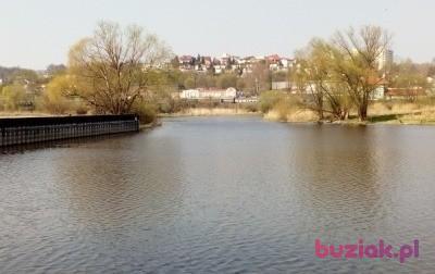 Adam, Mężczyzna, 58, Gorzów Wielkopolski, Polska, Zdjęcie: 8