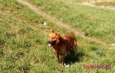 Adam, Mężczyzna, 58, Gorzów Wielkopolski, Polska, Zdjęcie: 4
