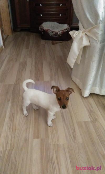 Dominika, Kobieta, 31, Bytom, Polska, Zdjęcie: 2