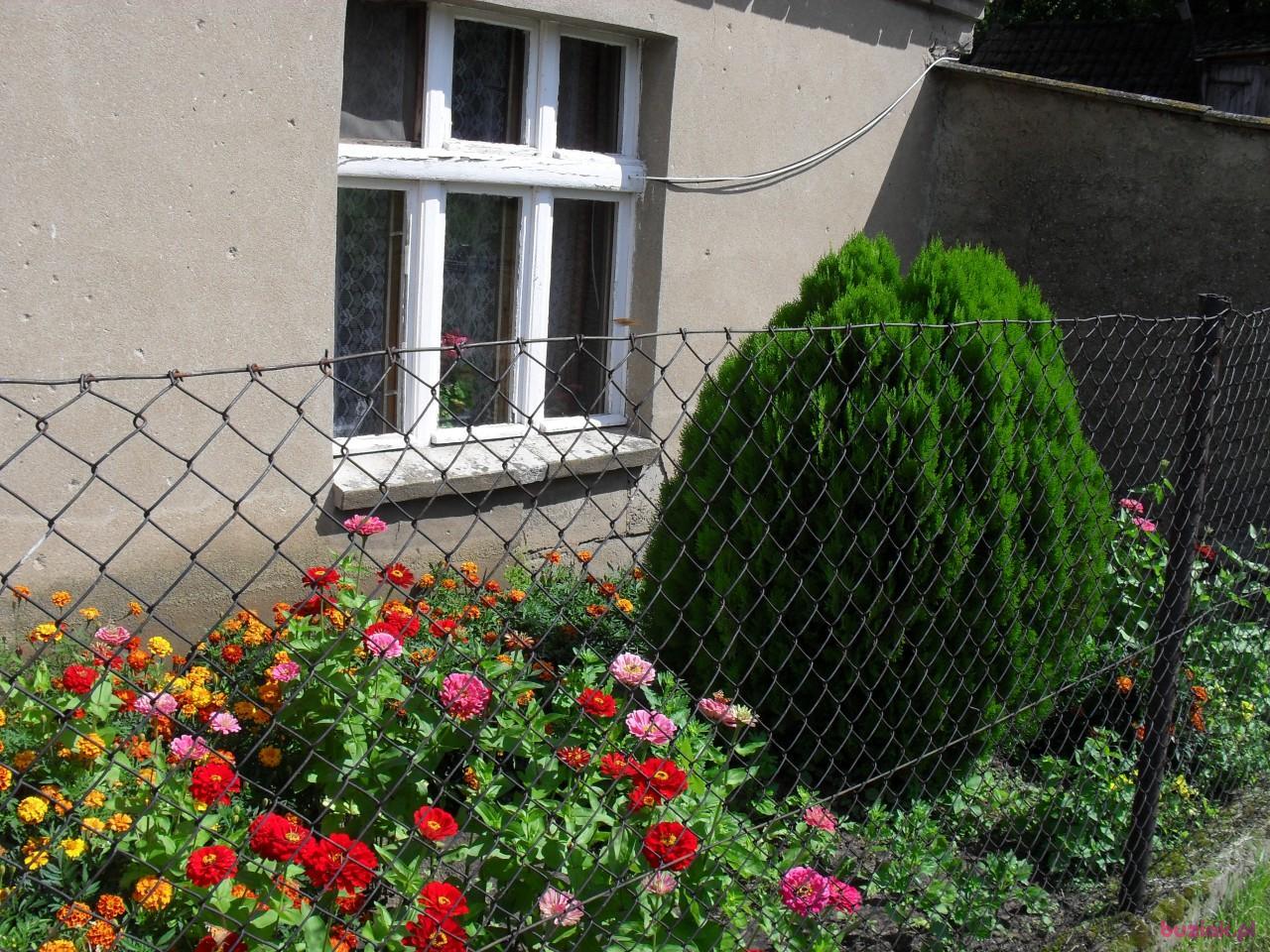 bog, Male, 70, Mogilno, Polska, Photo: 3