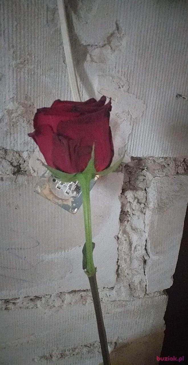 Andrzej, Male, 32, Niemcy, Photo: 2