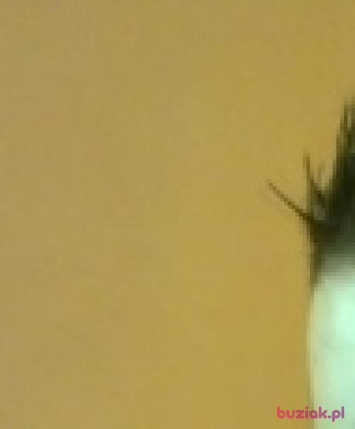 piotrekjsk, Male, 31 years, Płock