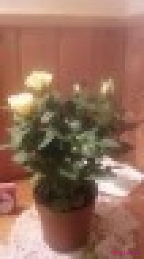 wybitnyartur8, Male, 48 years, Nakło nad Notecią